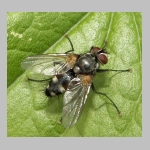 Thelaira nigrina - Raupenfliege 04.jpg